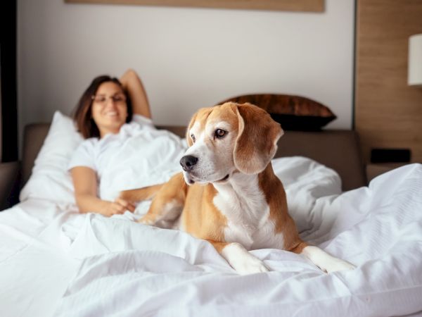A beagle-like dog lies on a bed with a woman in white pajamas relaxing behind it.