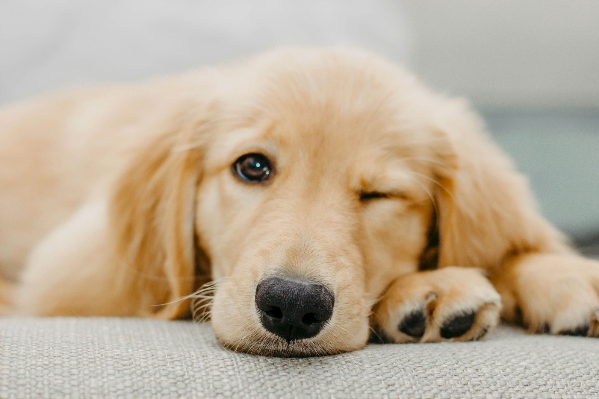 A sleepy golden retriever puppy resting on a couch, one eye shut, soft paws up close, relaxed and cozy.