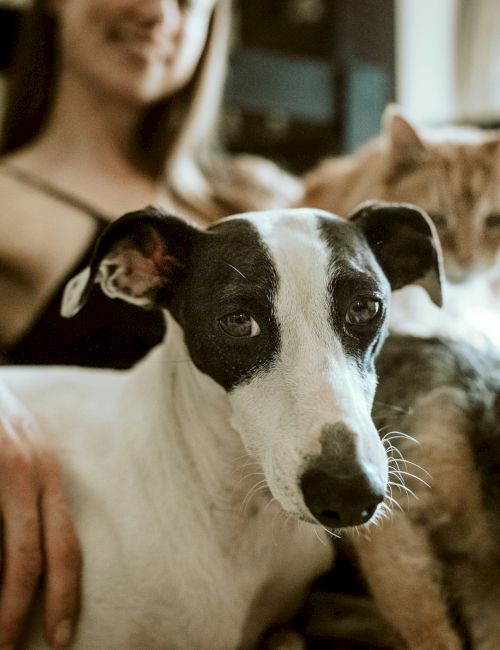 A woman with several pets&mdash;a white dog with black patches in the foreground, a cat behind, and another small dog nearby, all indoors.