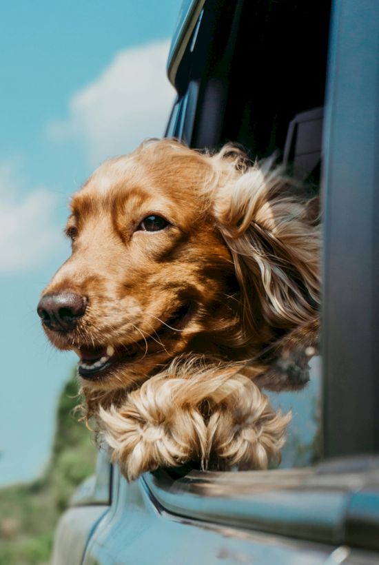 A golden retriever peers from a car window, fluffy ears hanging out as the wind ruffles its fur, smiling at the sunny day.